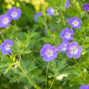 Ooievaarsbek of Geranium 'Rozanne'