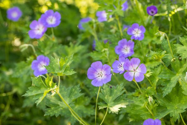 Ooievaarsbek of Geranium 'Rozanne'