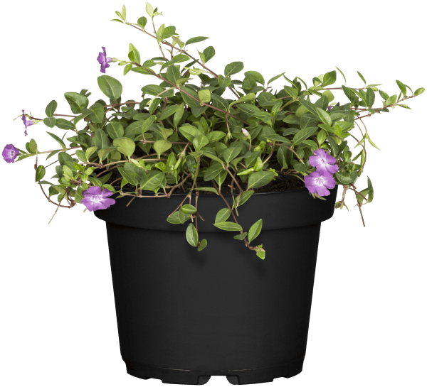 Maagdenpalm of Vinca minor 'Atropurpurea'