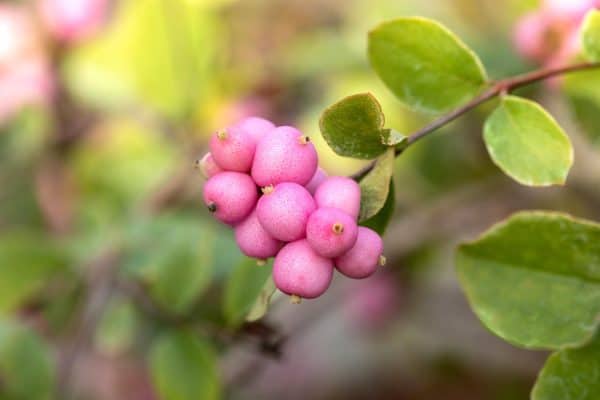 Sneeuwbes of Symphoricarpos ch. 'Hancock'