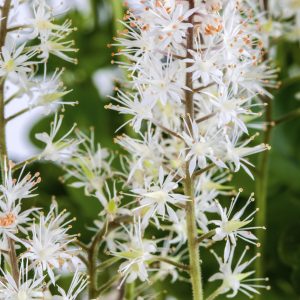 Schuimbloem of Tiarella cordifolia