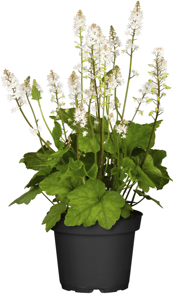 Schuimbloem of Tiarella cordifolia