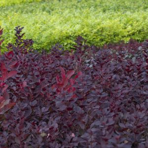 Pruikenboom of Cotinus 'Royal Purple'