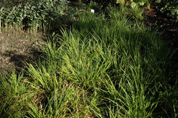 Grote veldbies of Luzula sylvatica