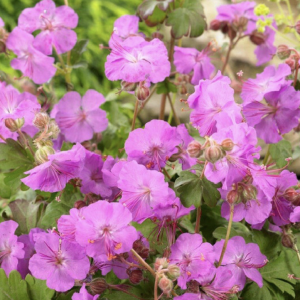 Ooievaarsbek of Geranium 'Karmina'