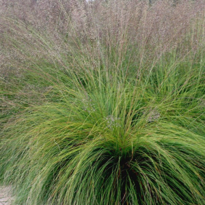 Parelgras of Sporobolus heterolepis