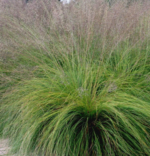 Parelgras of Sporobolus heterolepis