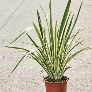 Nieuw-Zeelandse vlas of Phormium Tenax